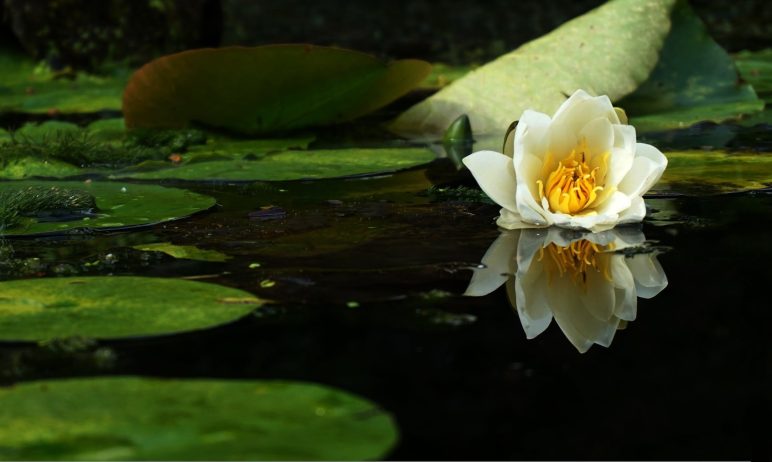 Lotus Therapy Services